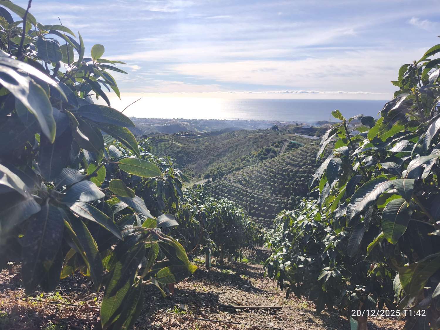 Propriété subtropicale en exploitation à Benagalbón