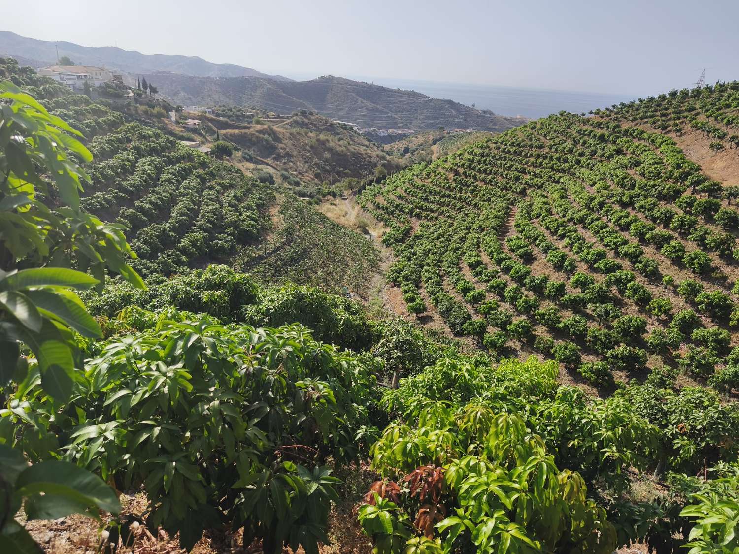 Propriété subtropicale en exploitation à Benagalbón