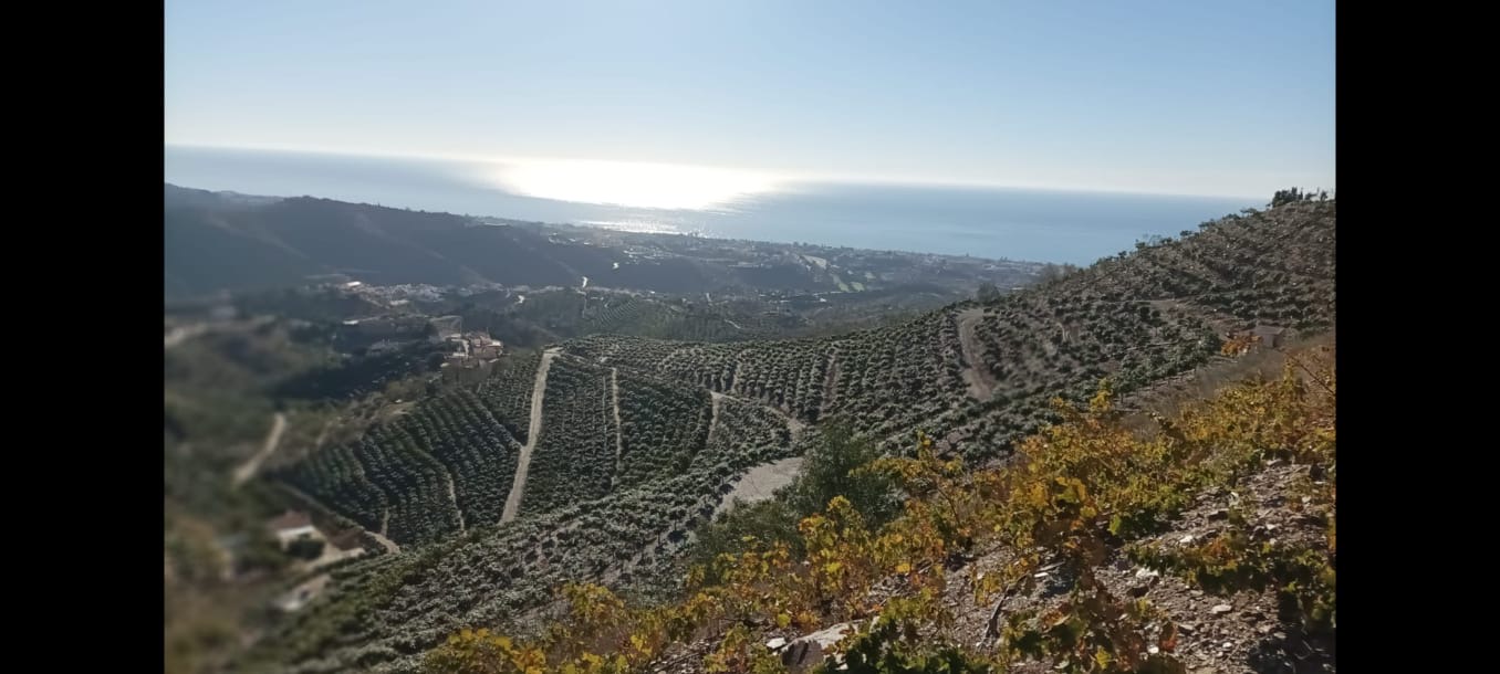 Propriété subtropicale en exploitation à Benagalbón