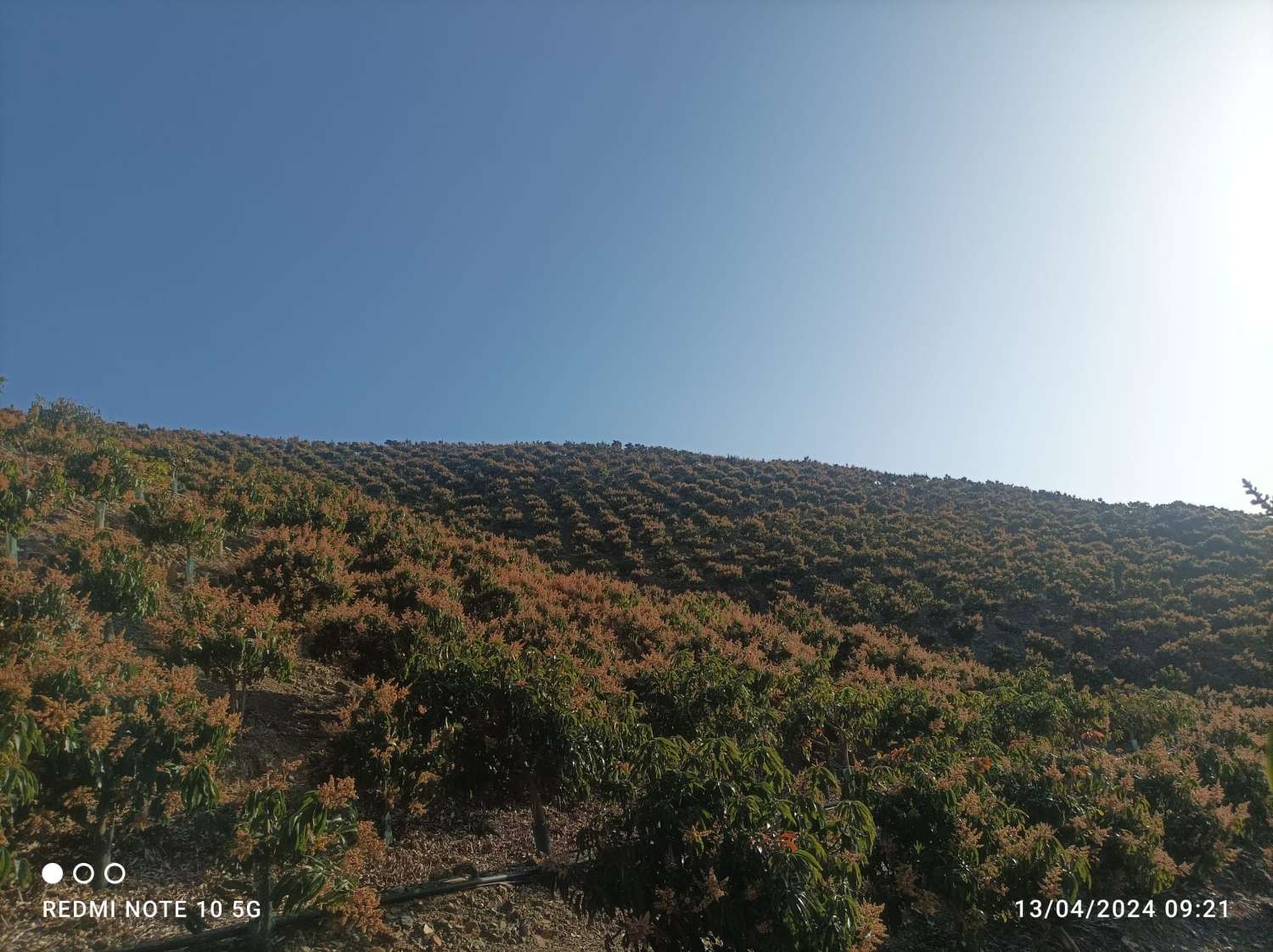 Propriété subtropicale en exploitation à Benagalbón