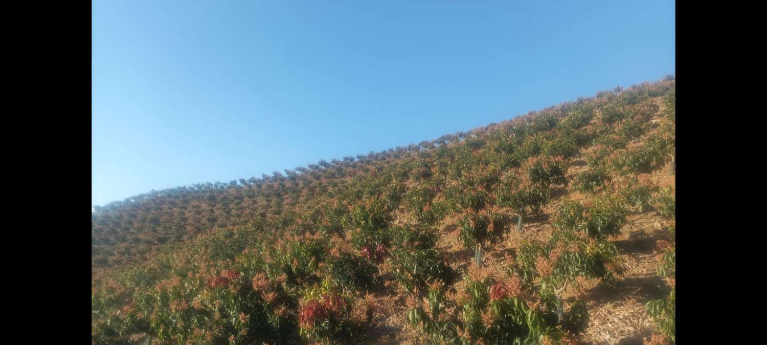 Propriété subtropicale en exploitation à Benagalbón