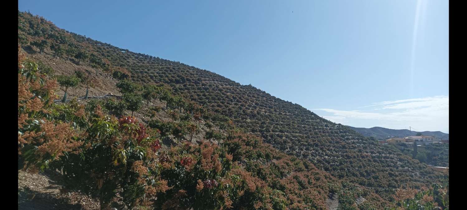 Propriété subtropicale en exploitation à Benagalbón