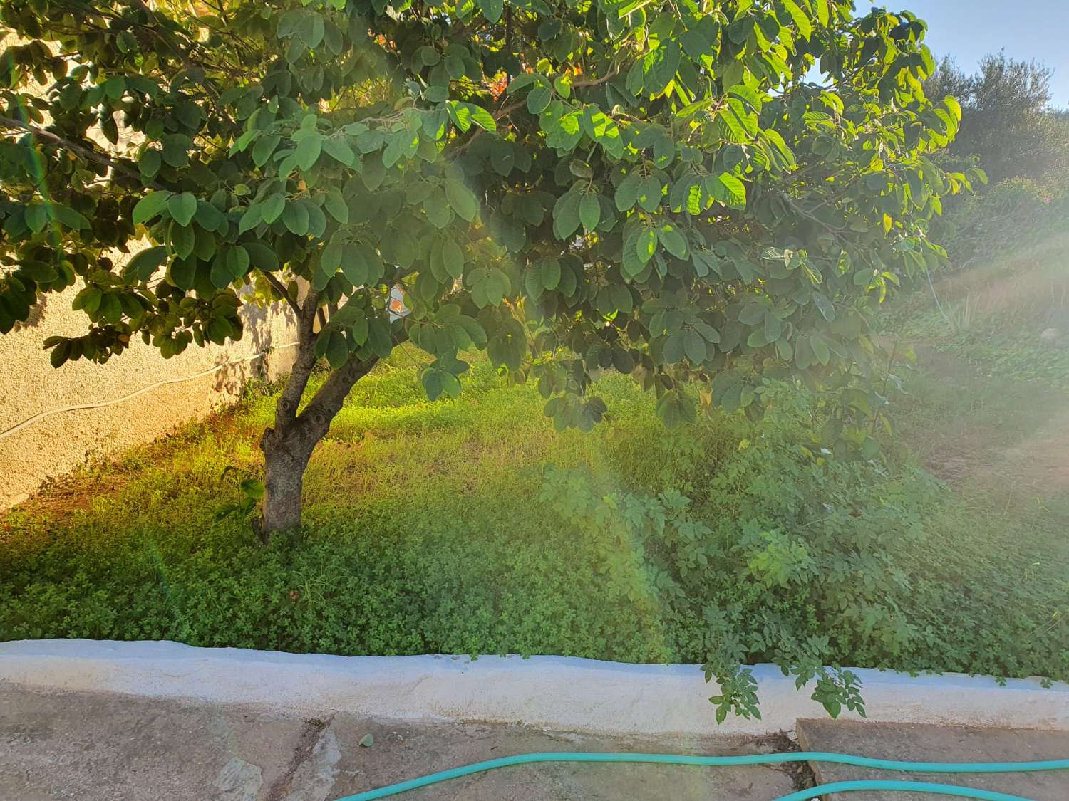 FINCA RÚSTICA CON AFO, CUATRO VIVIENDAS, NAVE Y PISCINA – GRAN OPORTUNIDAD DE INVERSIÓN