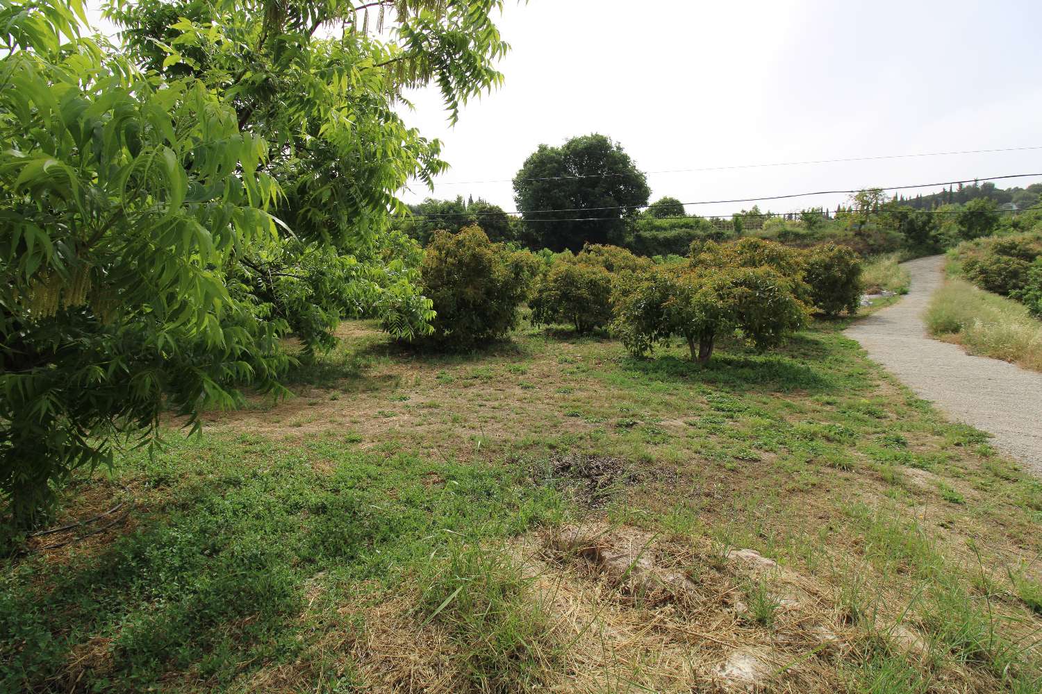 Farm with production with Orange, Walnut and Avocado trees