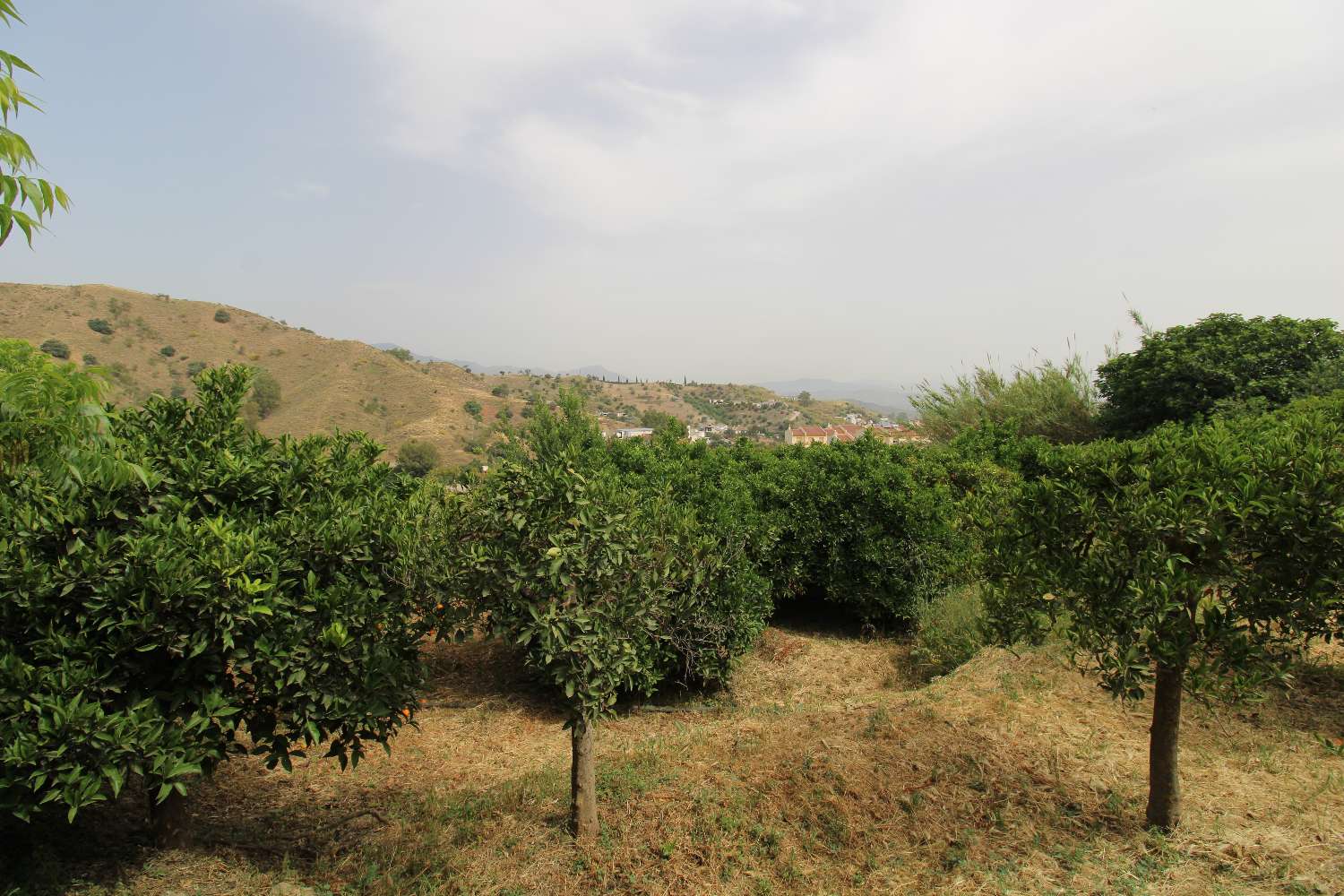 Farm with production with Orange, Walnut and Avocado trees