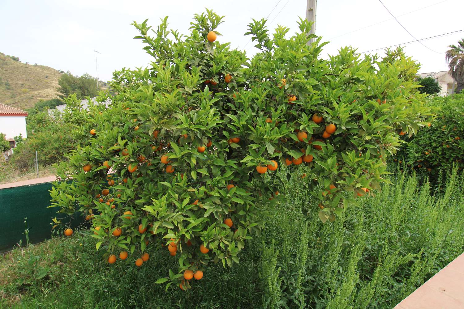 Farm mit Produktion von Orangen-, Walnuss- und Avocadobäumen