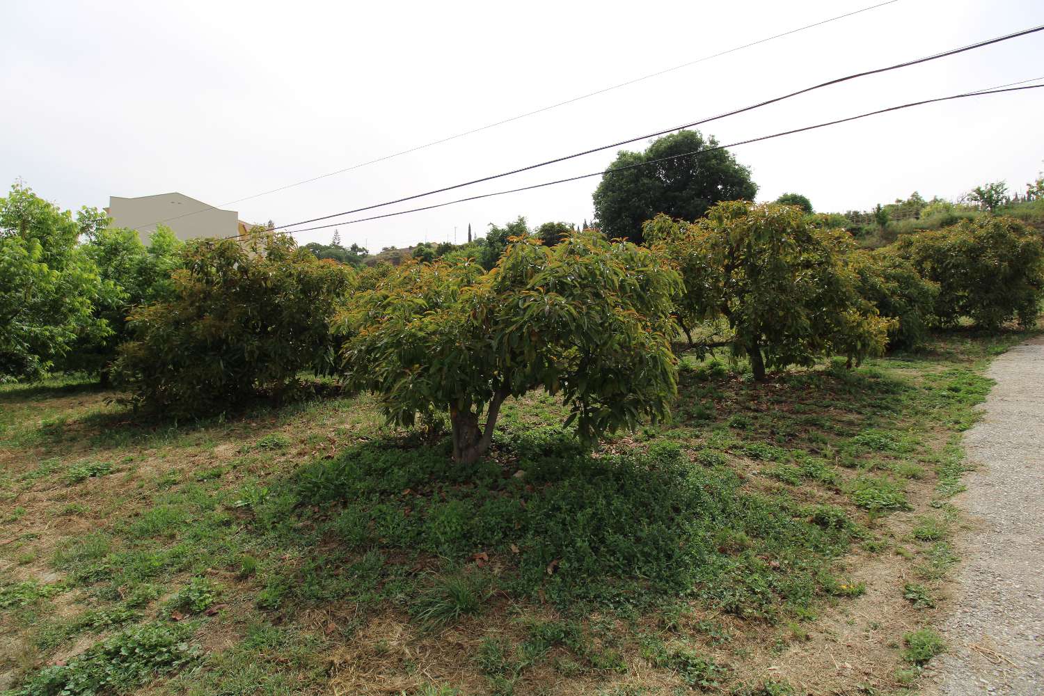 Ferme avec production d'orangers, de noyers et d'avocatiers