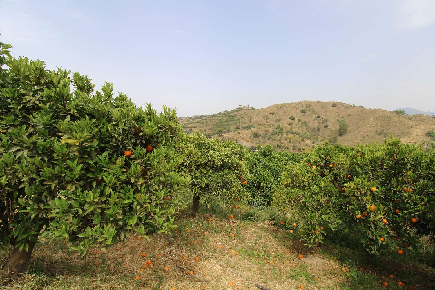 Farm mit Produktion von Orangen-, Walnuss- und Avocadobäumen