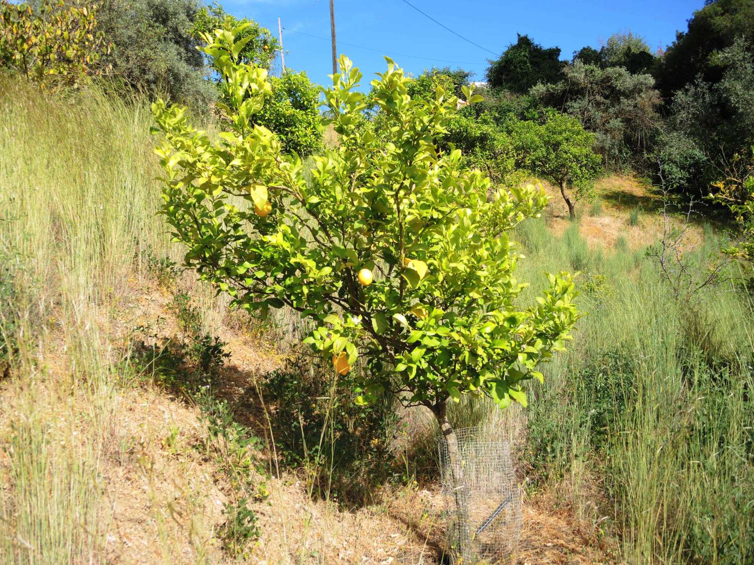 Large farm located in Alhaurin El Grande.