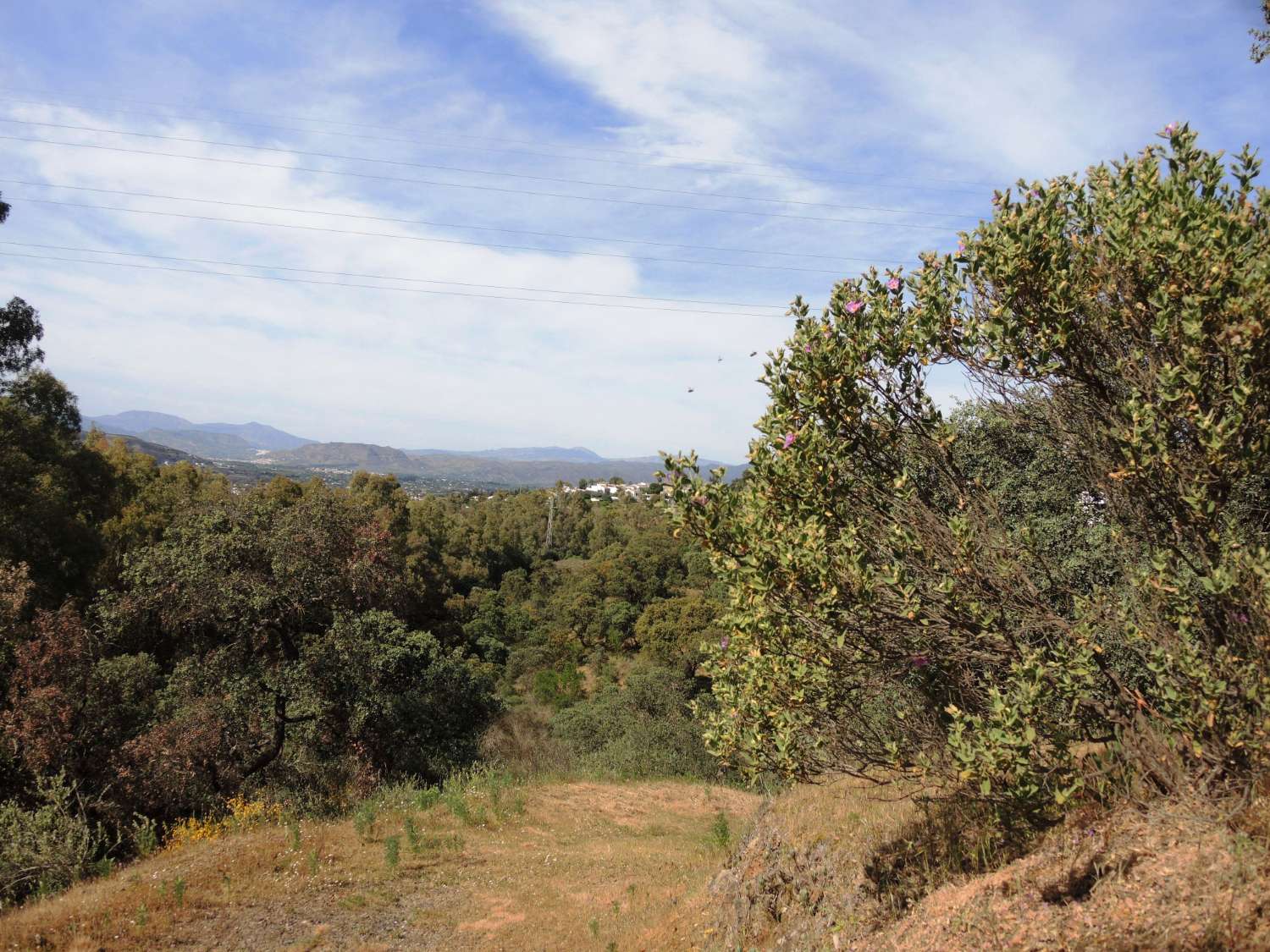 Large farm located in Alhaurin El Grande.