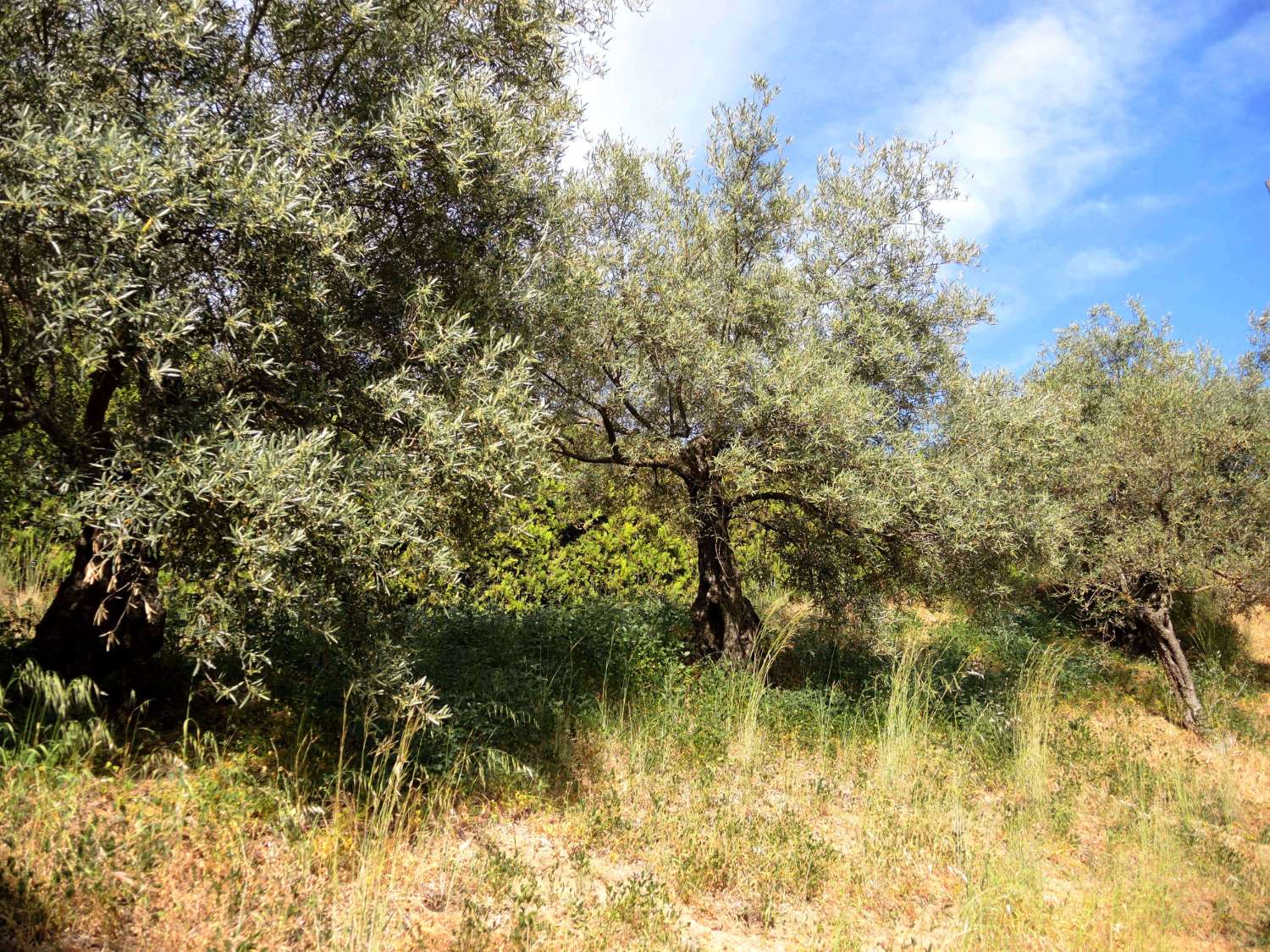 Large farm located in Alhaurin El Grande.