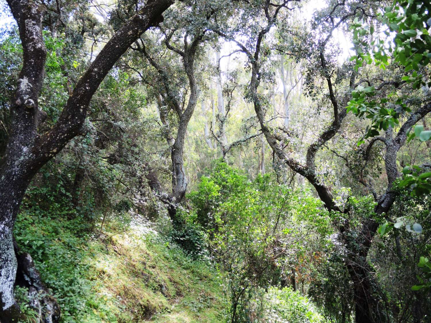 Large farm located in Alhaurin El Grande.