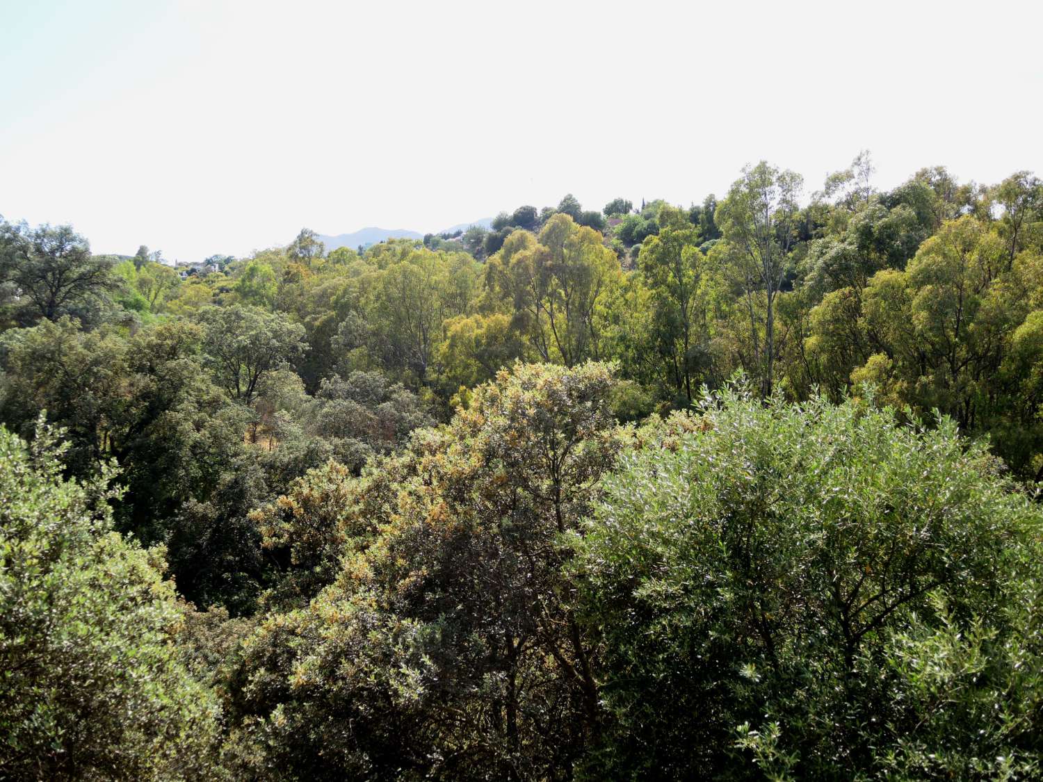 Large farm located in Alhaurin El Grande.