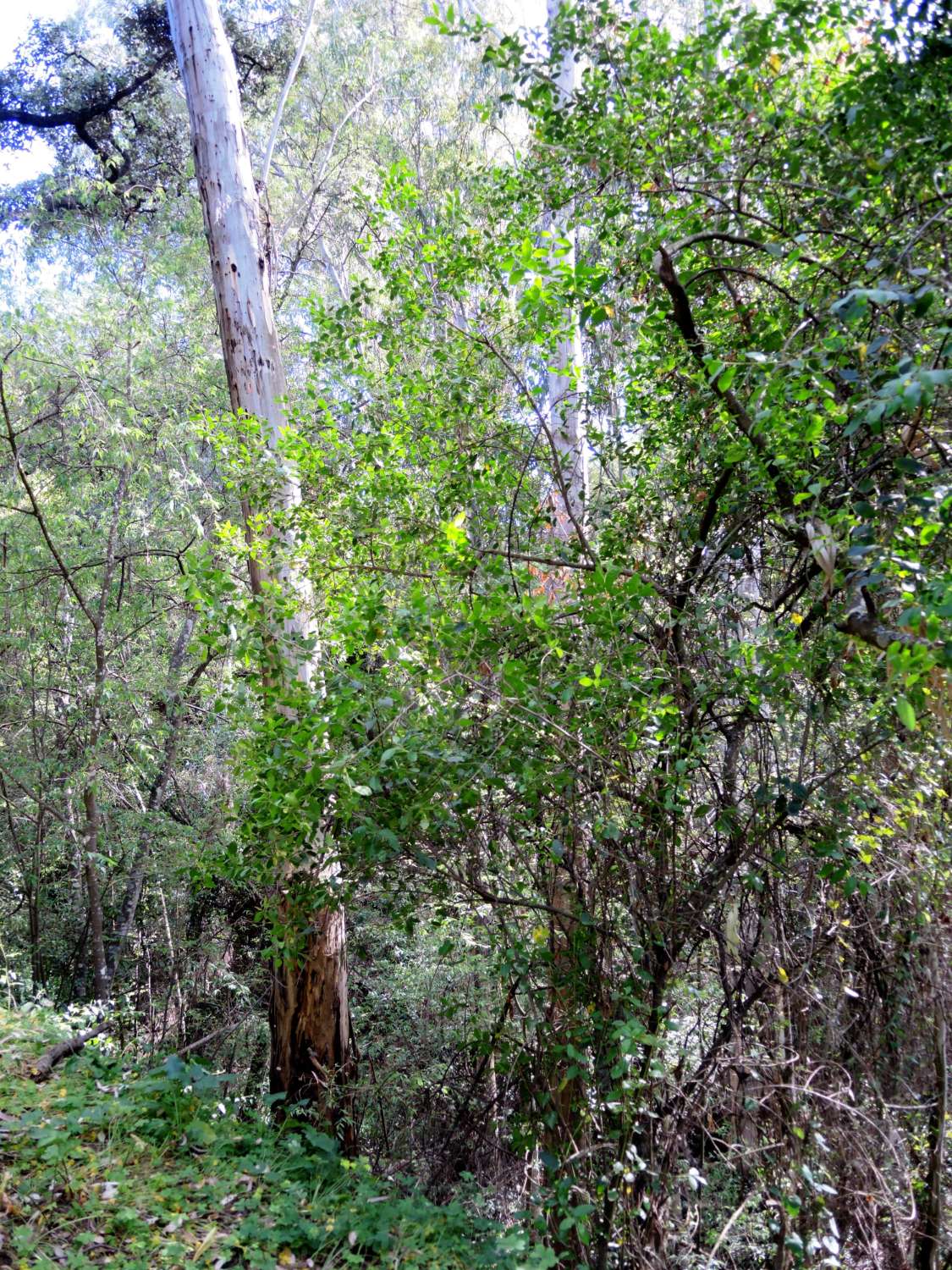 Traumhafte Finca in Alhaurin El Grande.