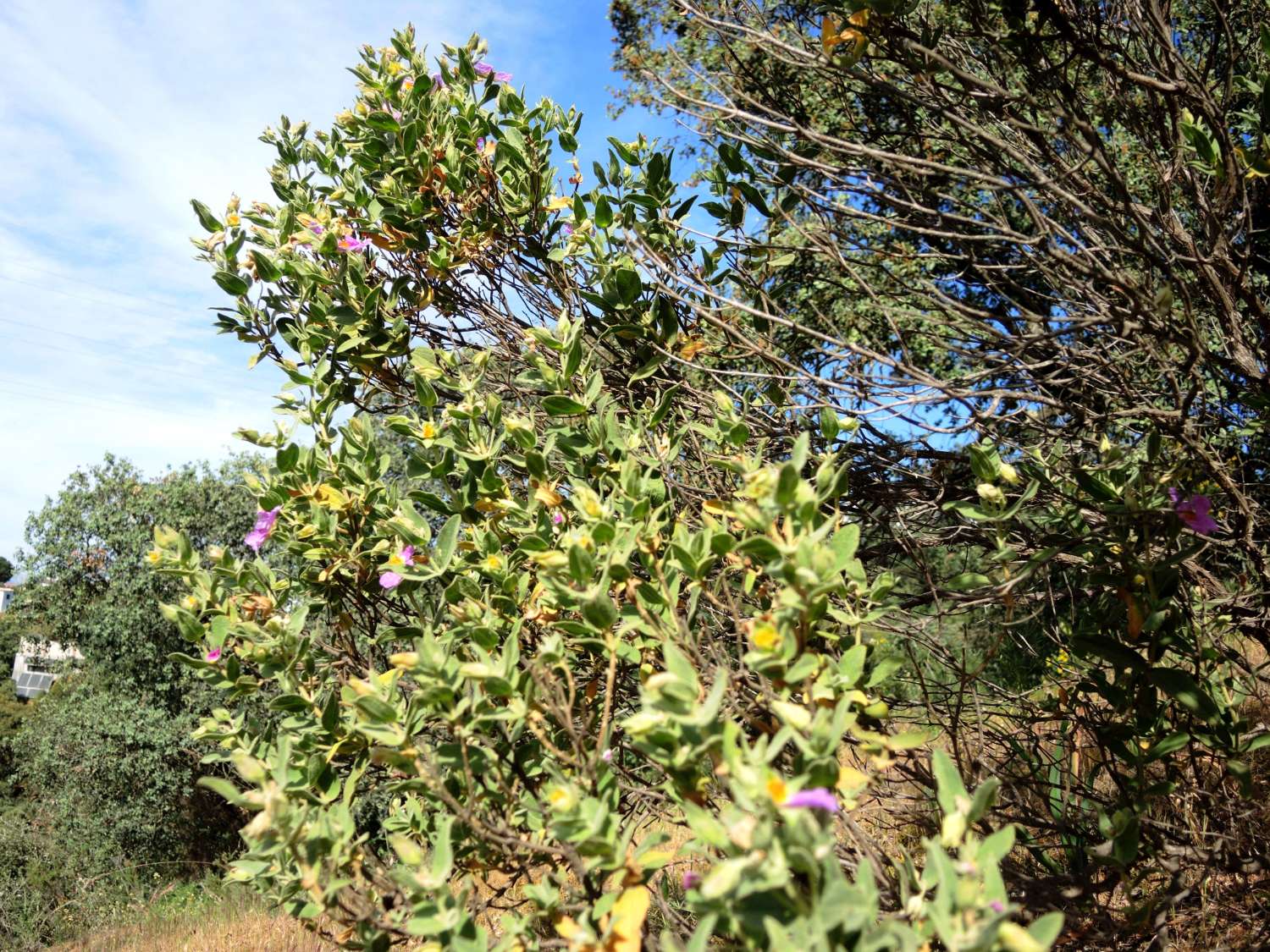 Large farm located in Alhaurin El Grande.