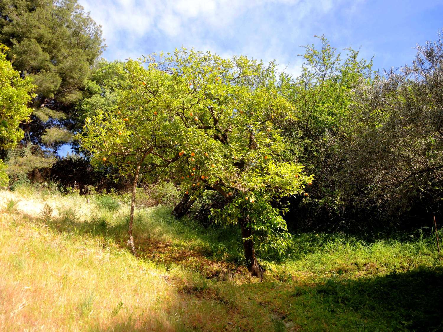 Traumhafte Finca in Alhaurin El Grande.