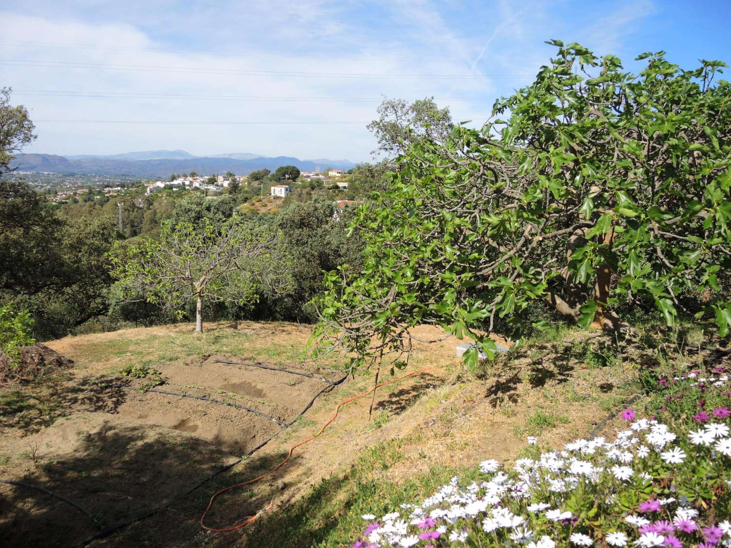 Large farm located in Alhaurin El Grande.