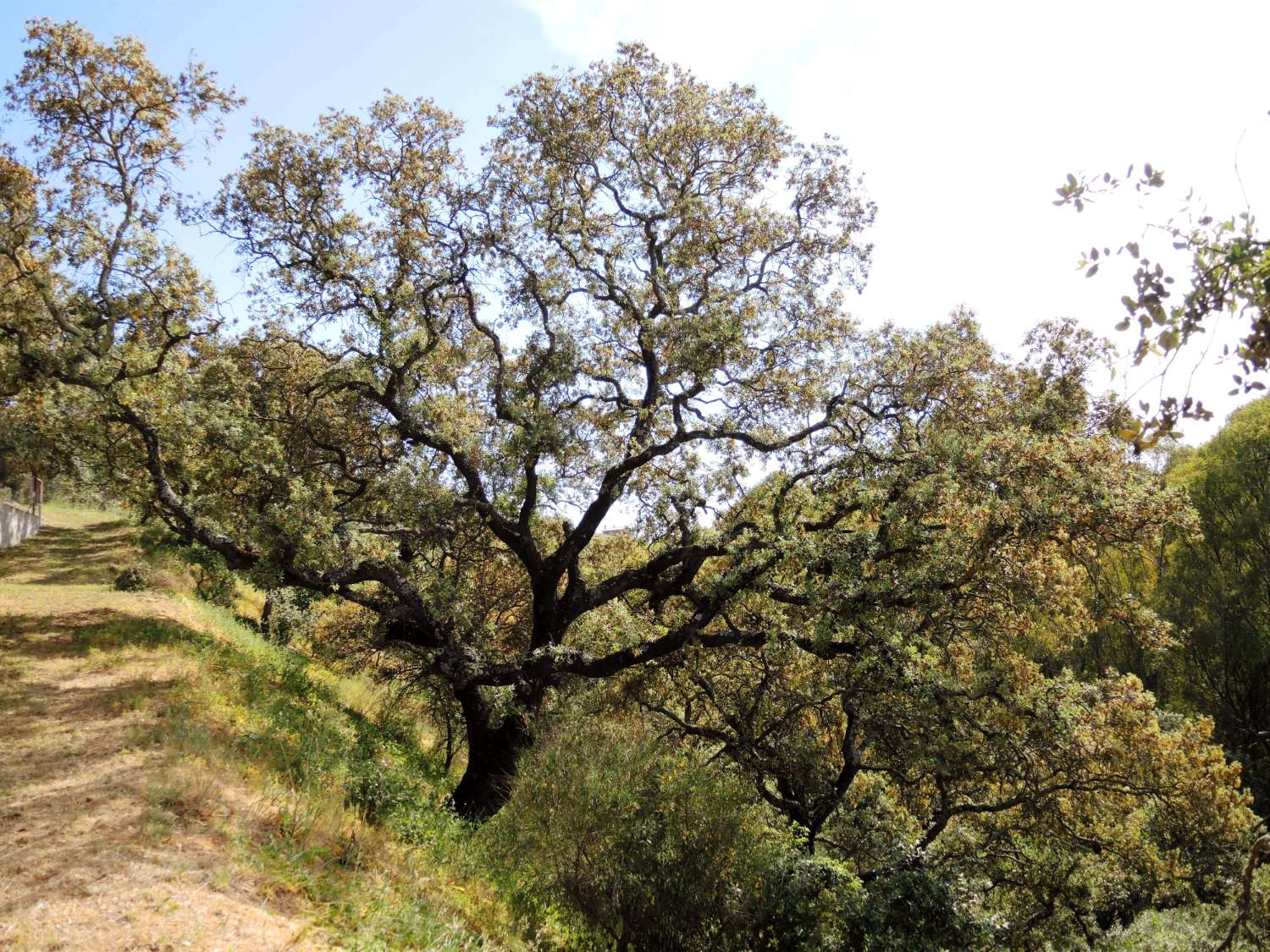 Gran finca ubicada en Alhaurin El Grande.