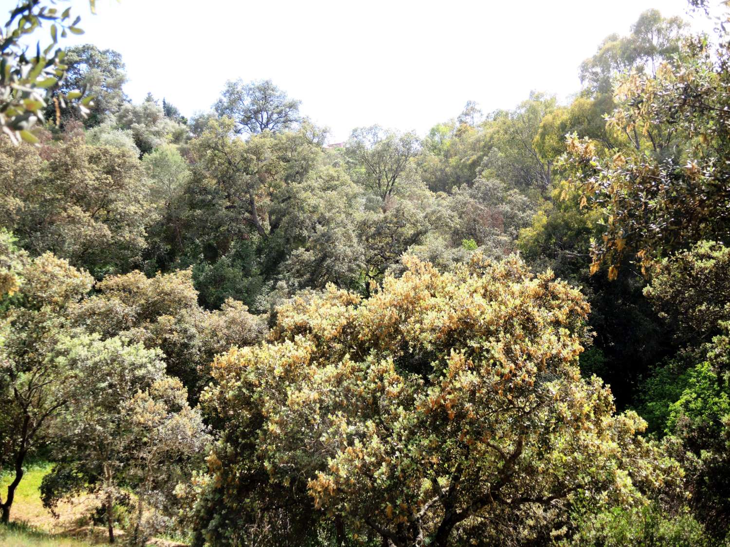 Large farm located in Alhaurin El Grande.