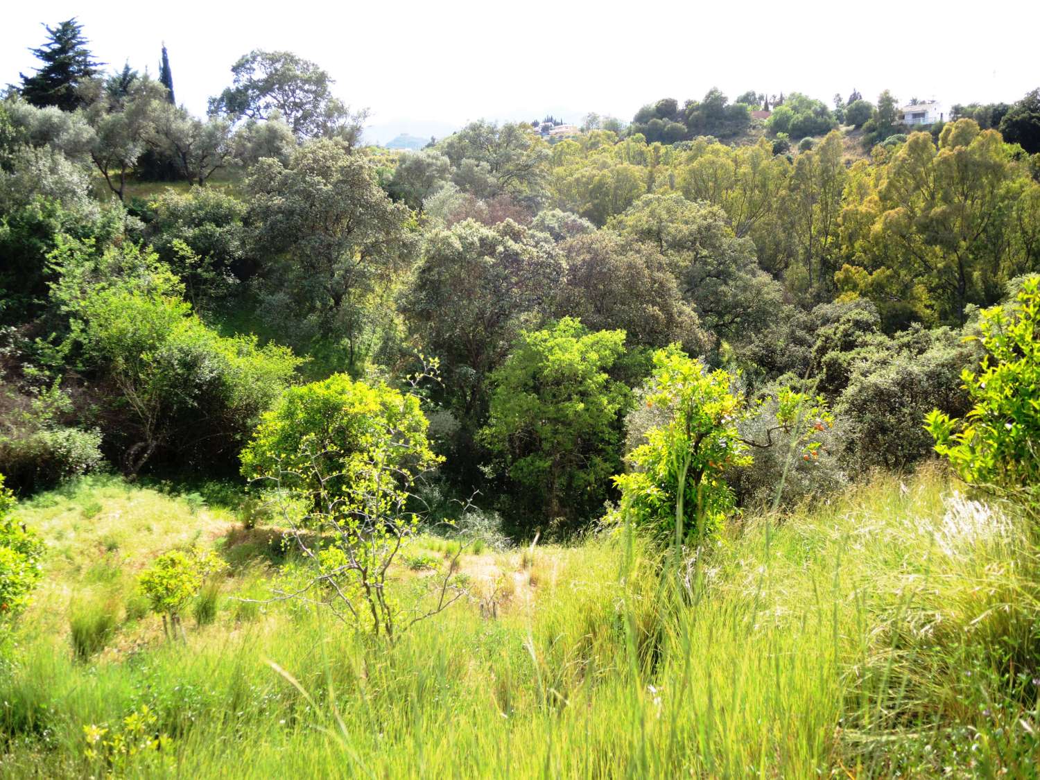 Large farm located in Alhaurin El Grande.