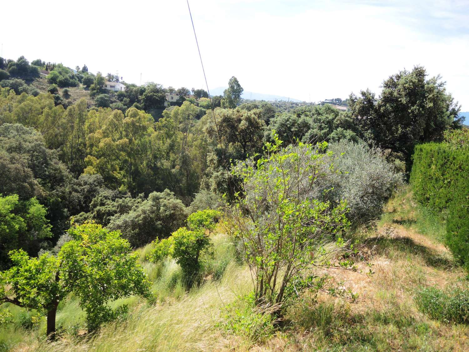 Large farm located in Alhaurin El Grande.