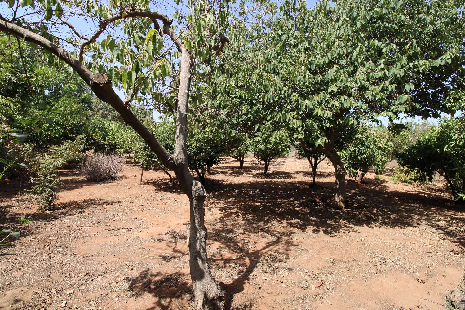 Independent villa located in Pinos de ALhaurin.