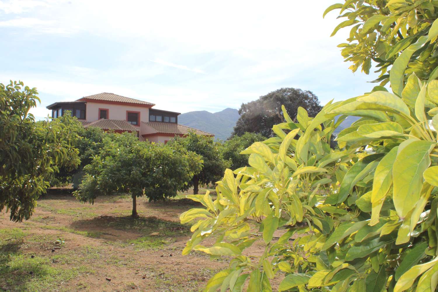 Gran finca ubicada en Alhaurin de la Torre