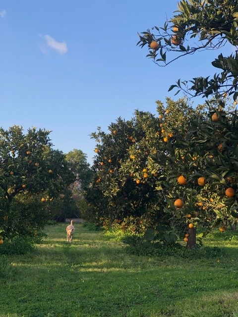 Preciosa finca en La Alquería