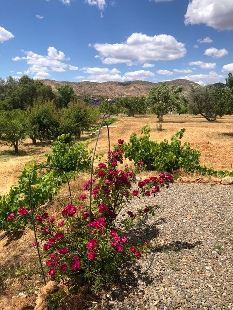 Preciosa finca en La Alquería