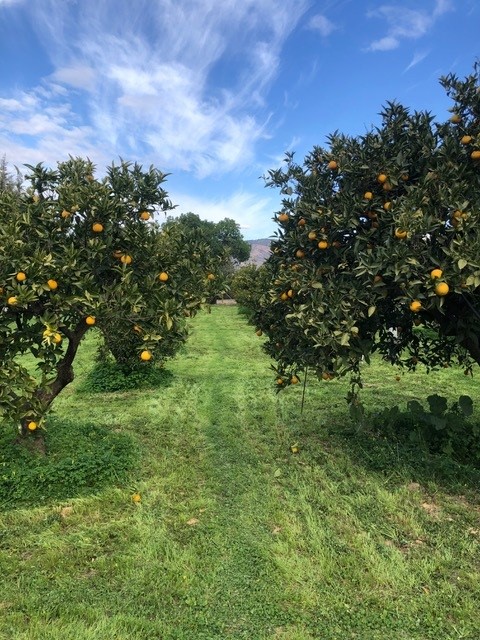 Belle ferme à LA Alquería