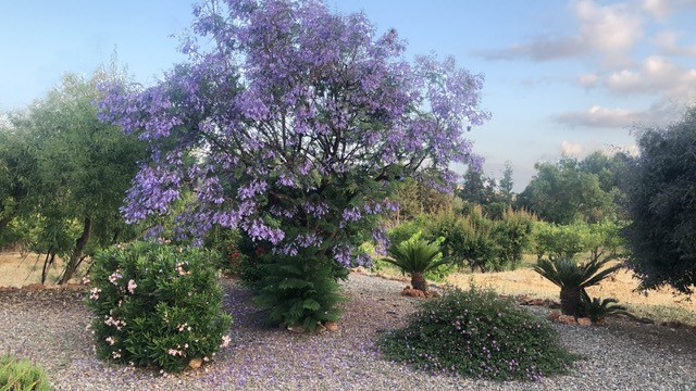 Belle ferme à LA Alquería