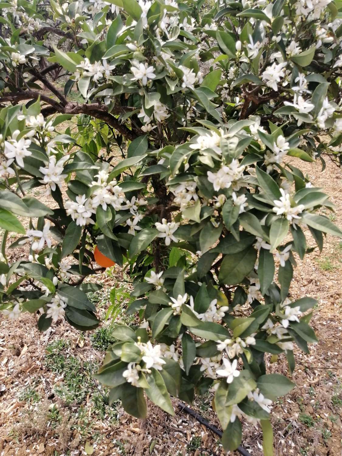 Coqueta Finca con maravillosas Vistas