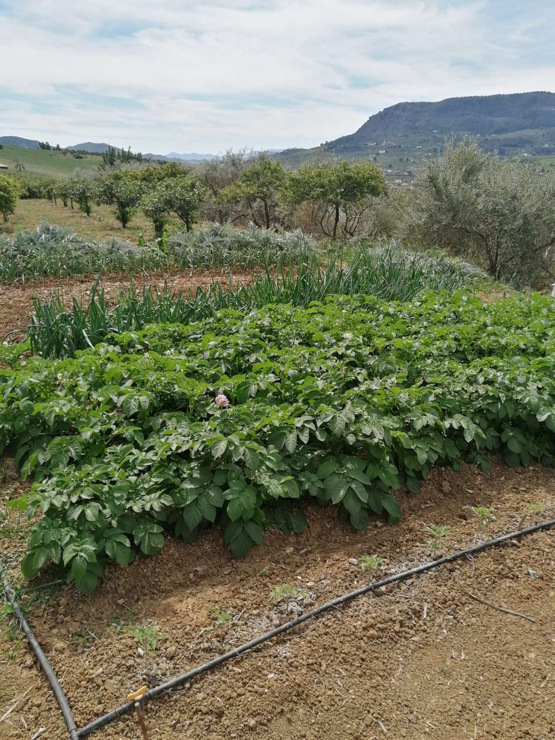 Coqueta Finca con maravillosas Vistas