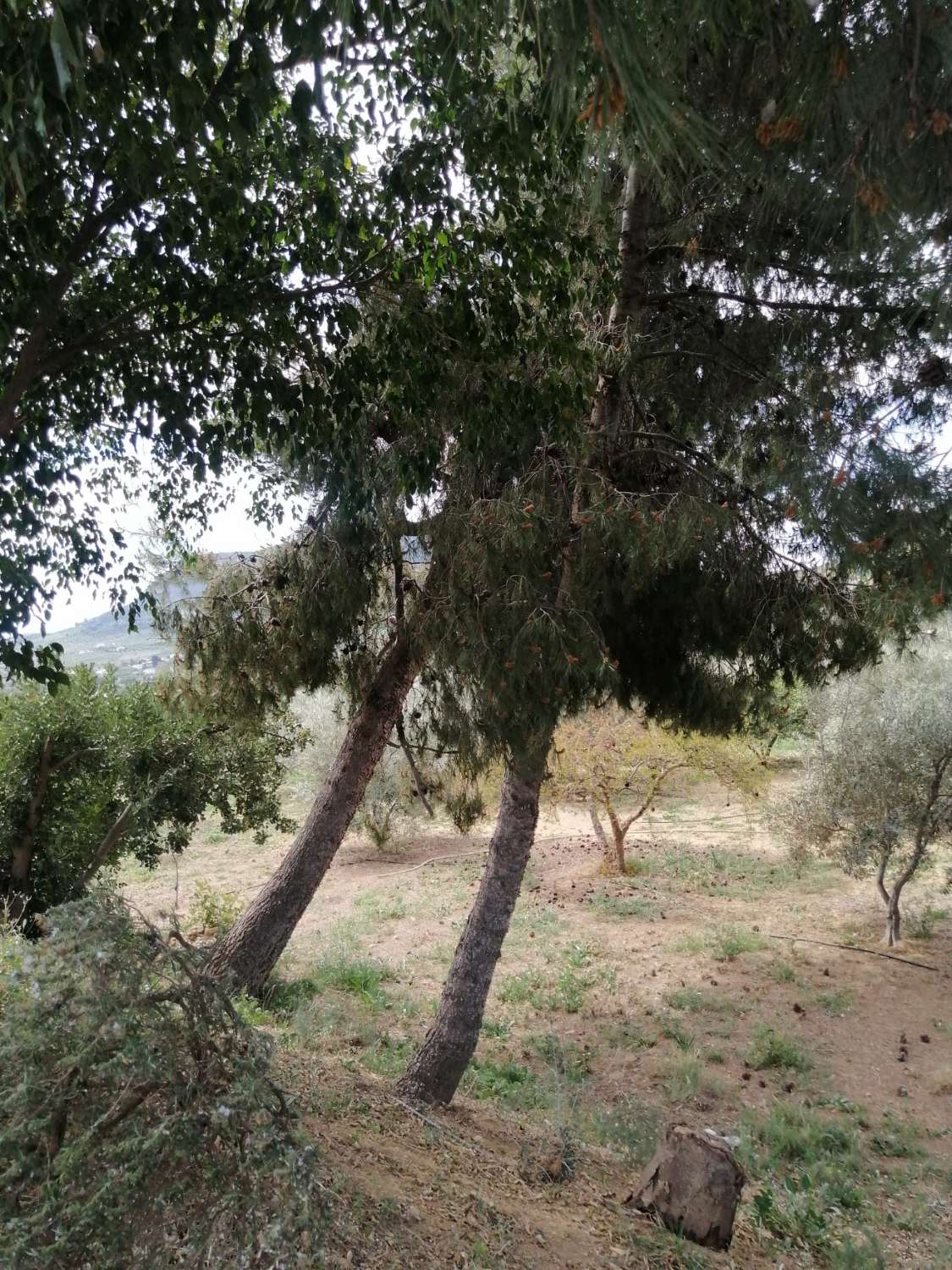 Gemütliche Finca mit herrlicher Aussicht