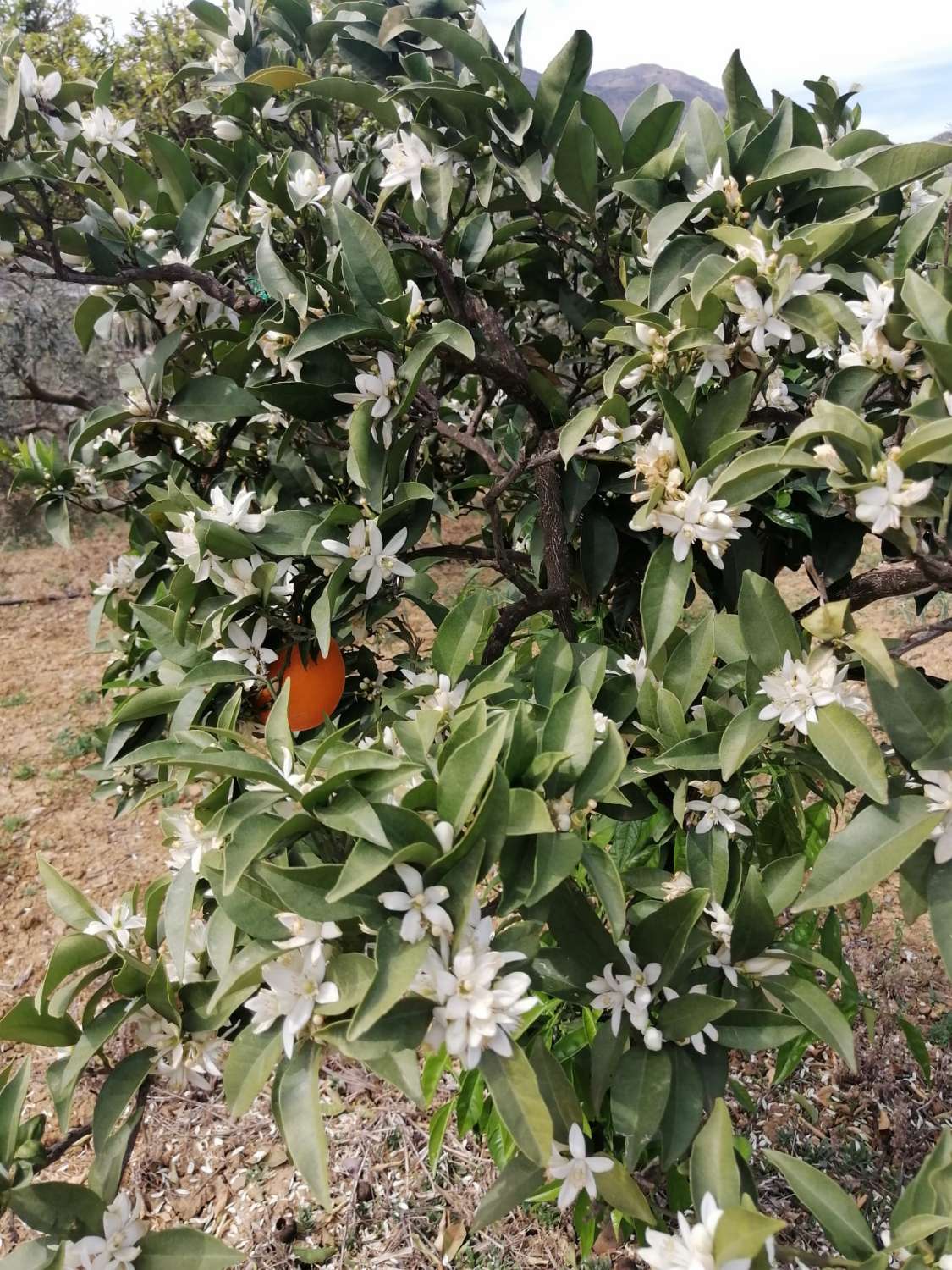 Coqueta Finca con maravillosas Vistas