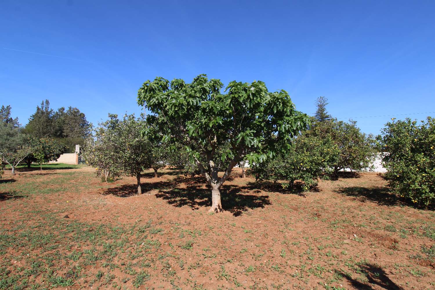 Country Property en venda in Alhaurín de la Torre