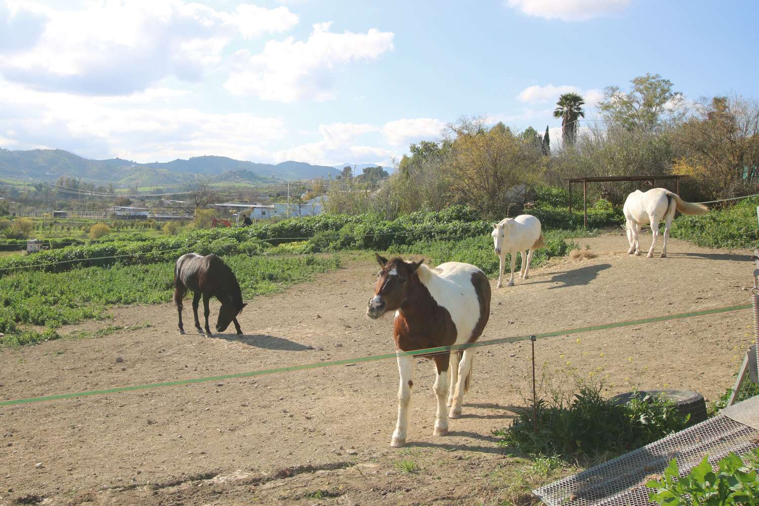 Maravillosa finca ecuestre ubicada en Coín