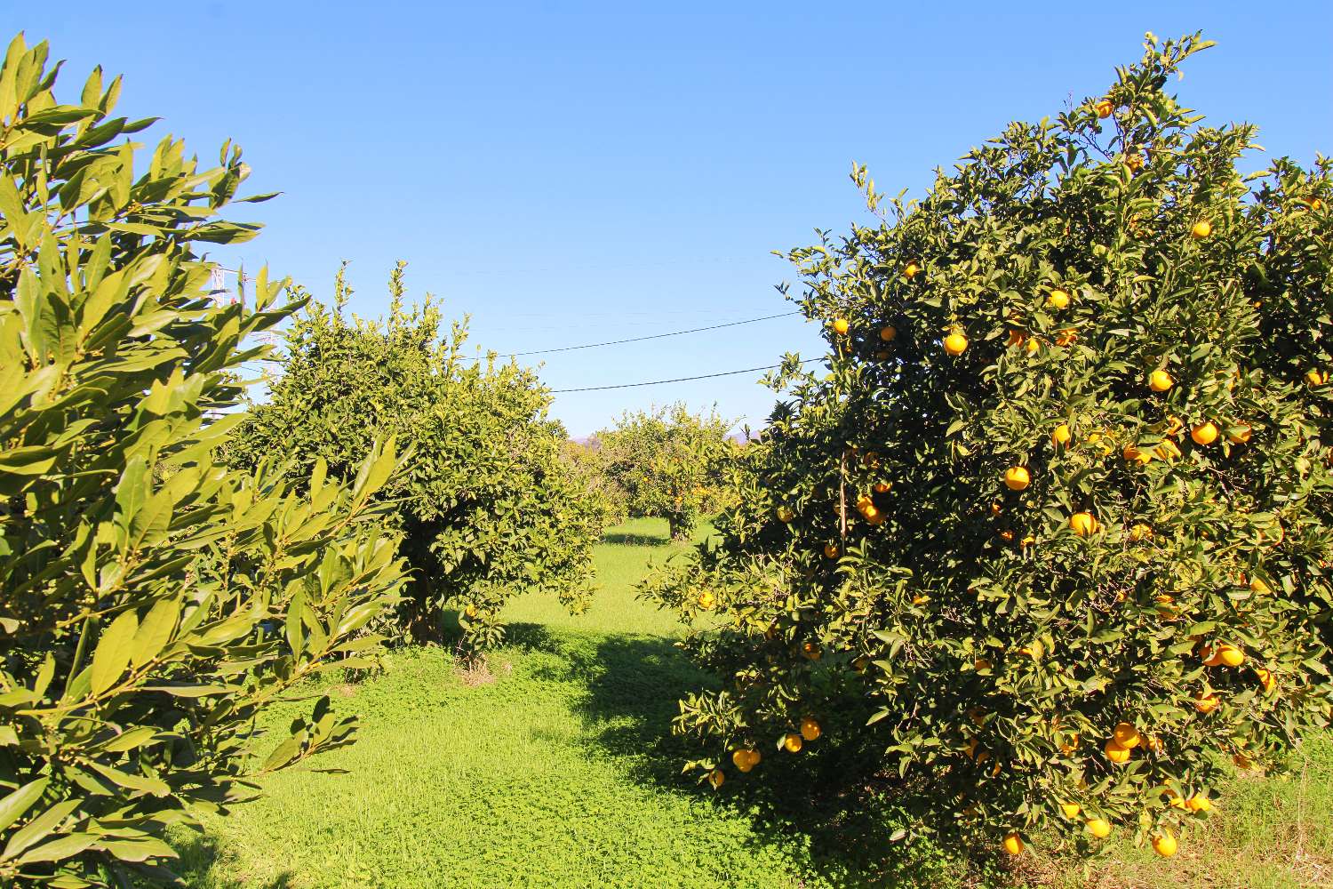 Natural retreat with country house and productive land