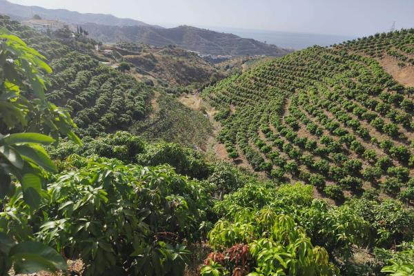 Propriété subtropicale en exploitation à Benagalbón