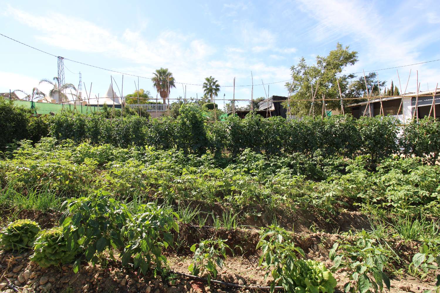 Complejo Rural con licencia de alquiler turístico con tres viviendas independientes