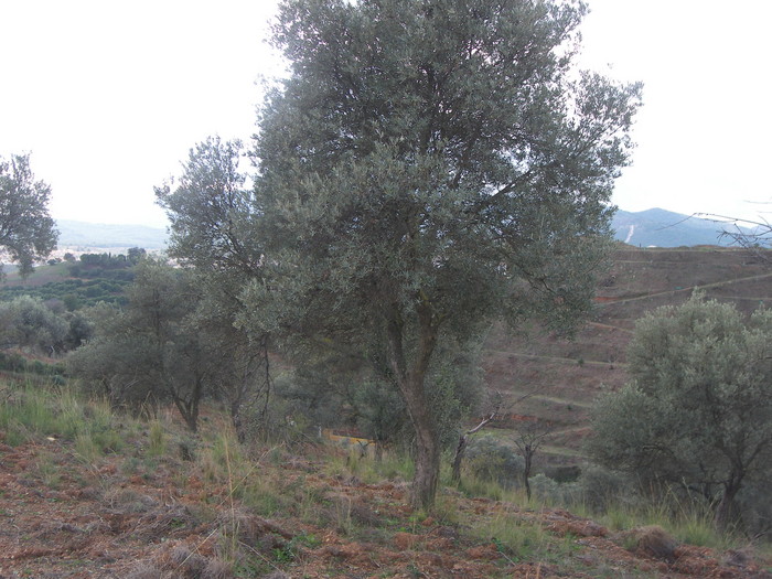 Farm located in Coín