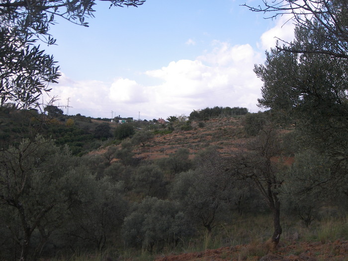 Finca ubicada en Coín