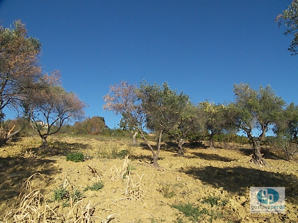 Finca en la Alquería.