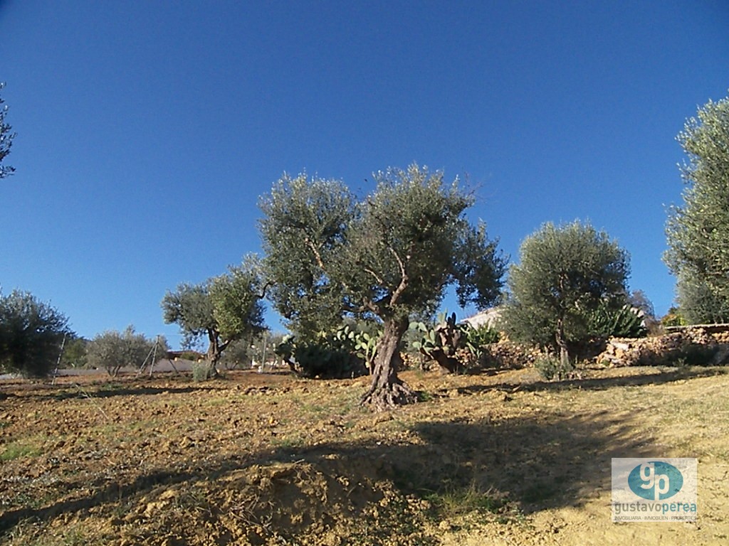 Finca en la Alquería.