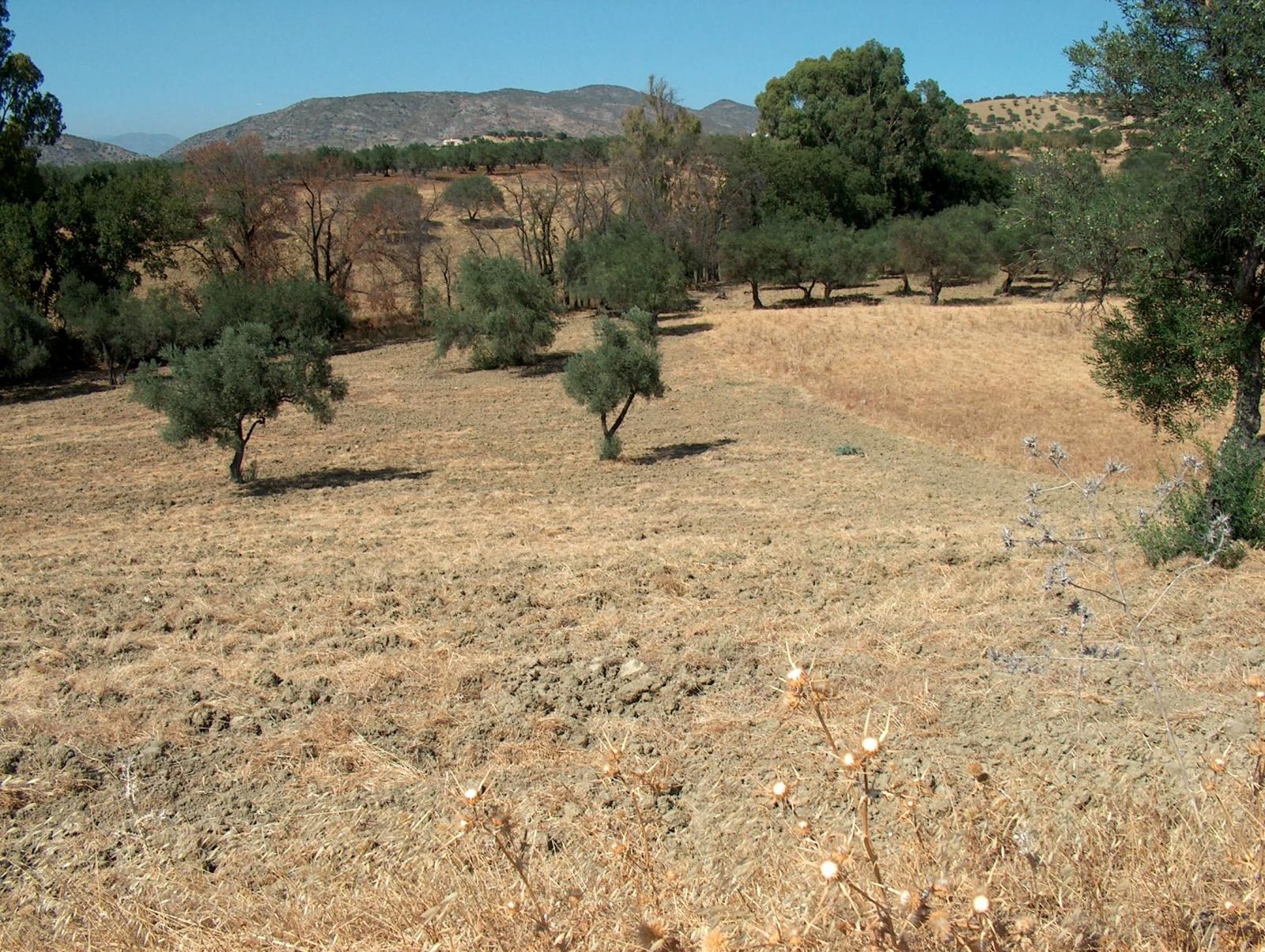 Finca rústica en Alhaurin el Grande