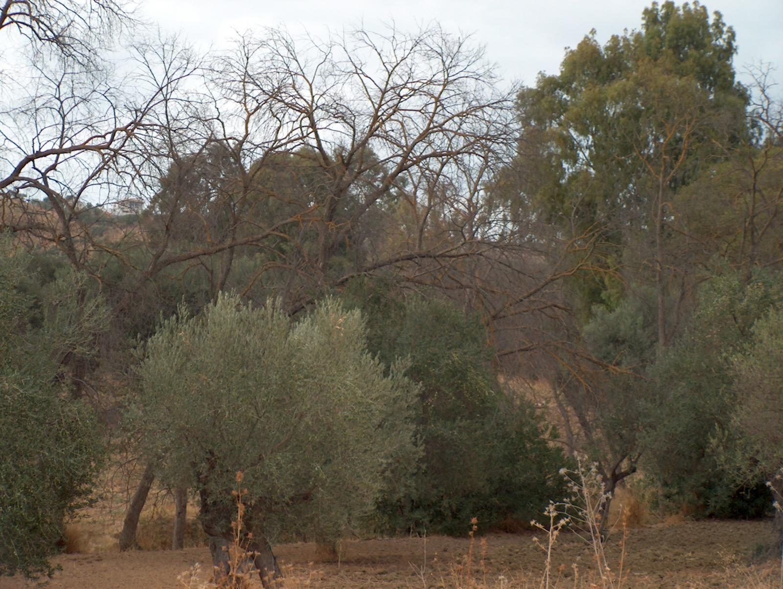 Finca rústica en Alhaurin el Grande