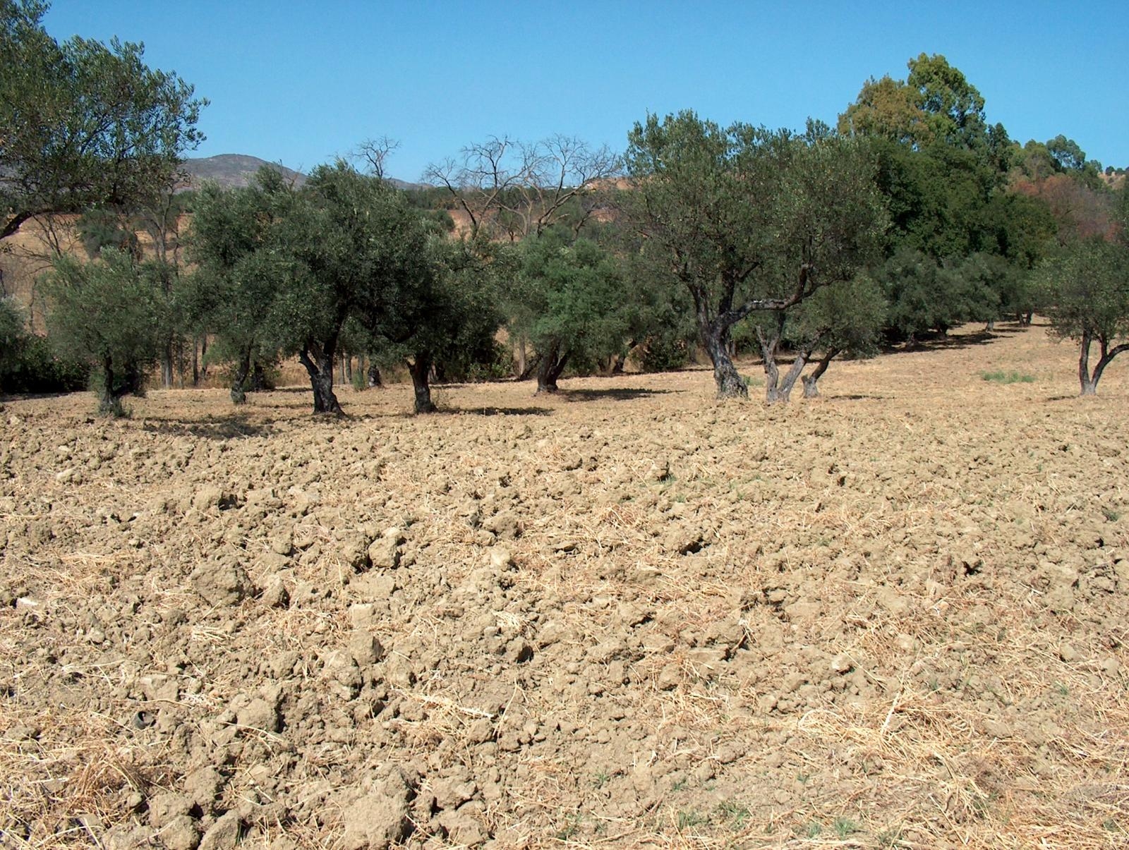 Country house in Alhaurin el Grande