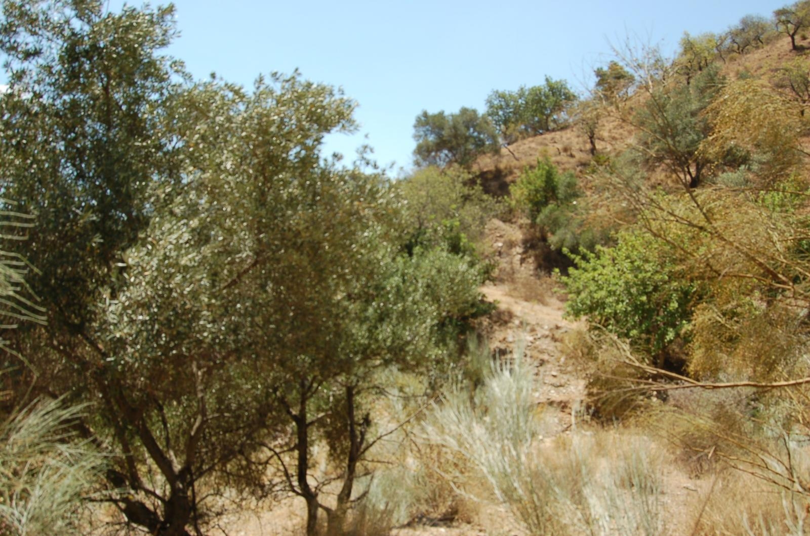 Finca ubicada en Cártama Estación