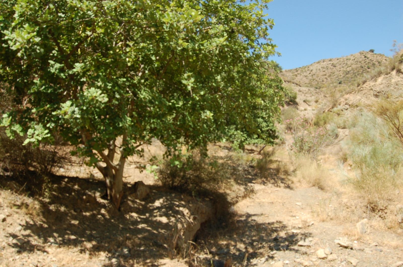 Finca ubicada en Cártama Estación