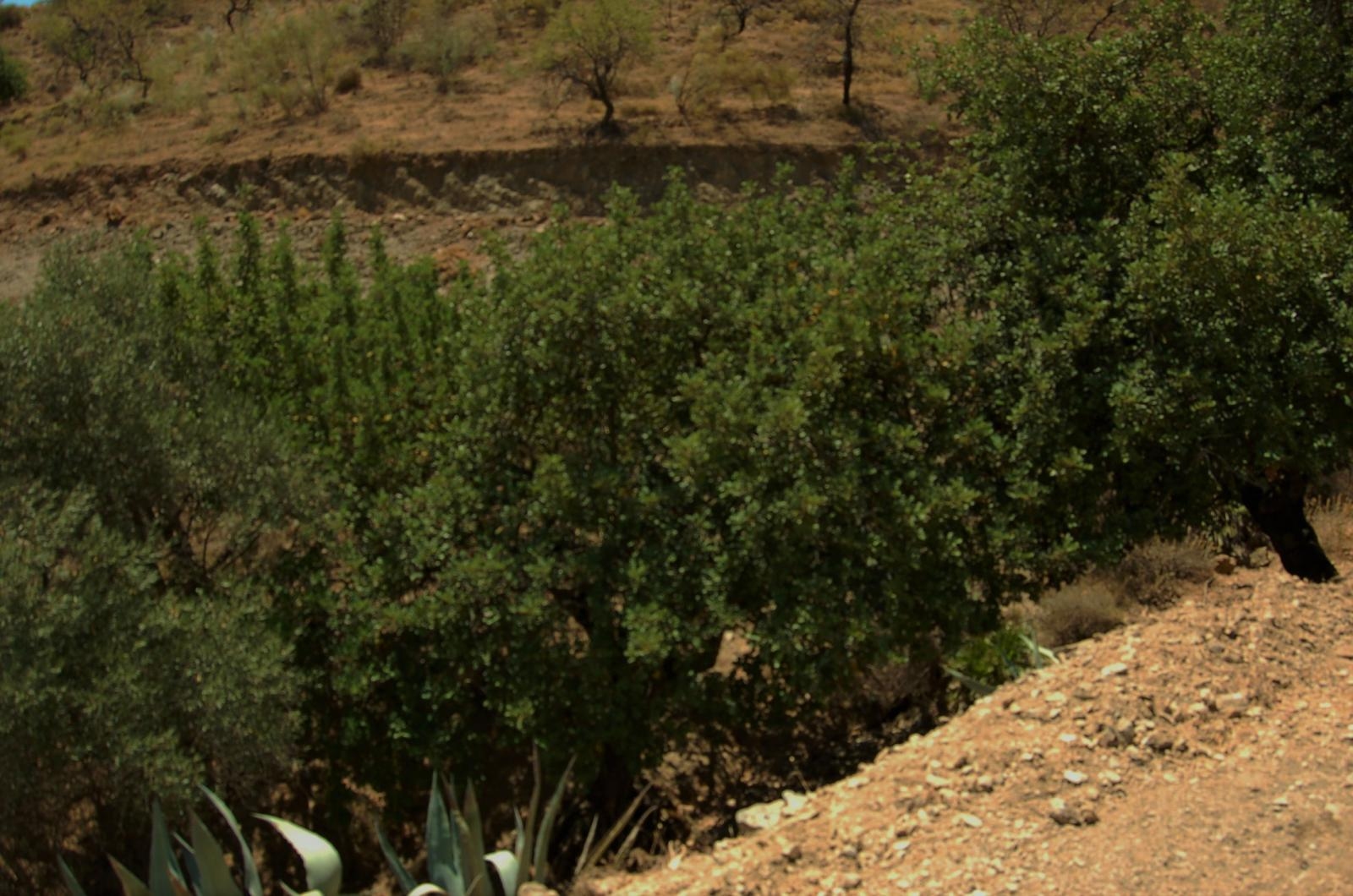 Finca ubicada en Cártama Estación